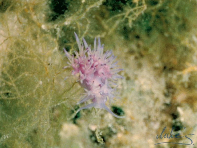 07_Flabellina