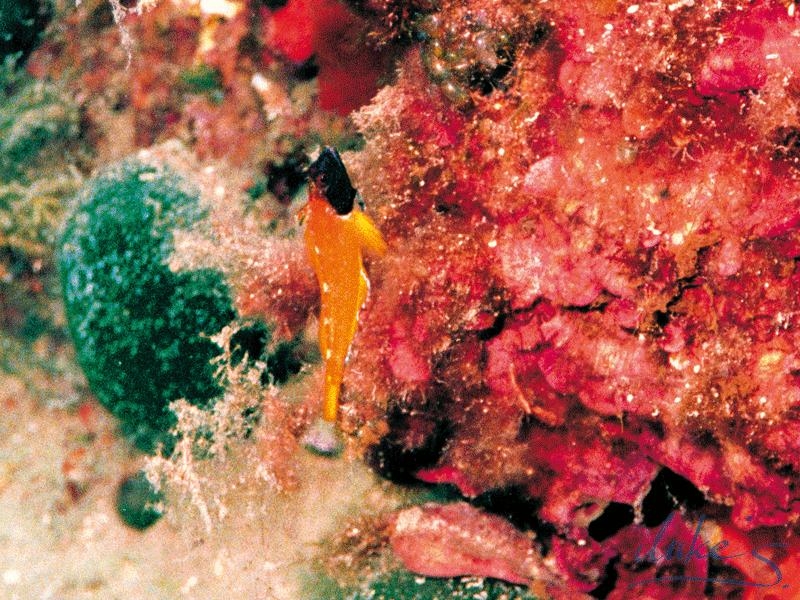 09_Gelber-Schleimfisch