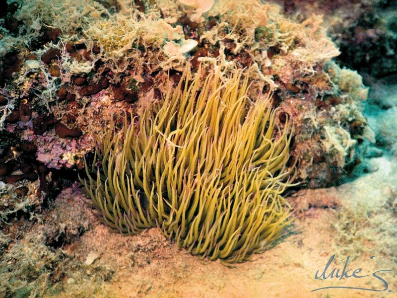 18_Anemone