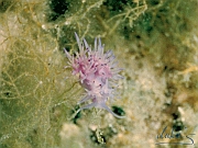 07_Flabellina