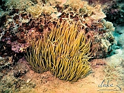 18_Anemone