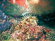 20_Drachenkopf