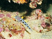 21_Leopardfisch