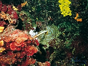 23_Roehrenwurm