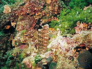24_Schleimfisch