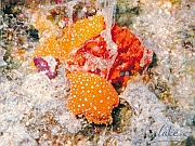 26_Schnecken
